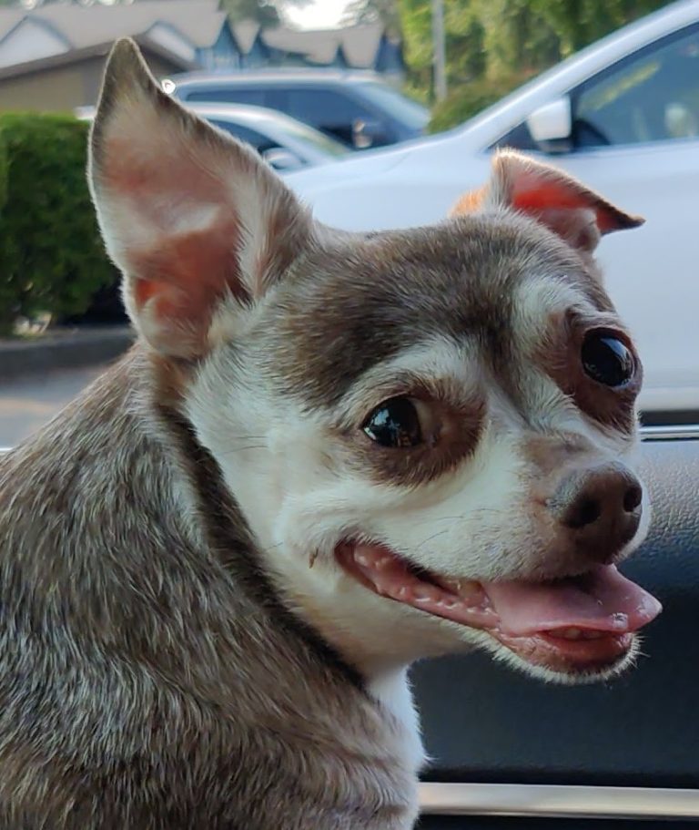 Brown and white chihuahua smiling with ear up in a car